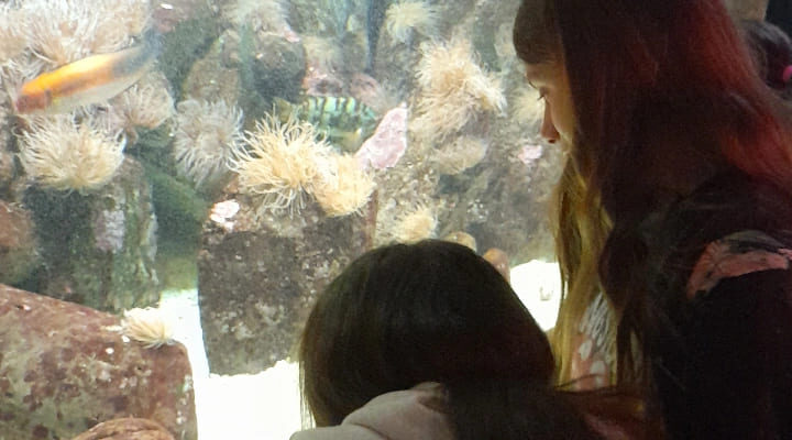 SJ acuario (2)